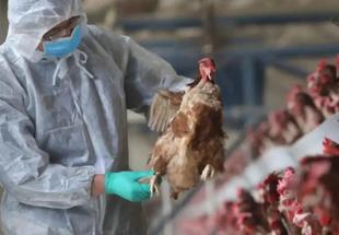 Gripe aviar, un riesgo latente para Nicaragua y los países de la región