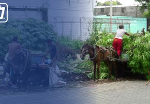 Plan de reemplazo de carretones de caballos por vehículos de motor