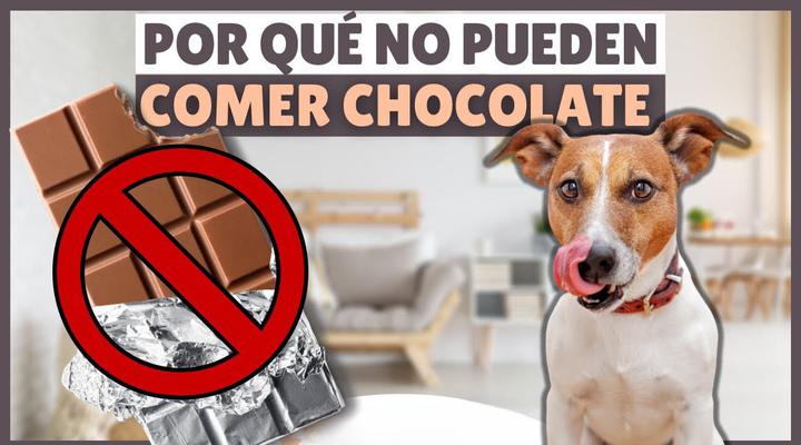 ¿Los perros pueden comer chocolate o los puede intoxicar?