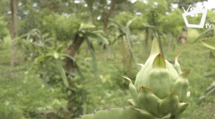 Agricultores de Carazo apuestan a la agricultura sostenible