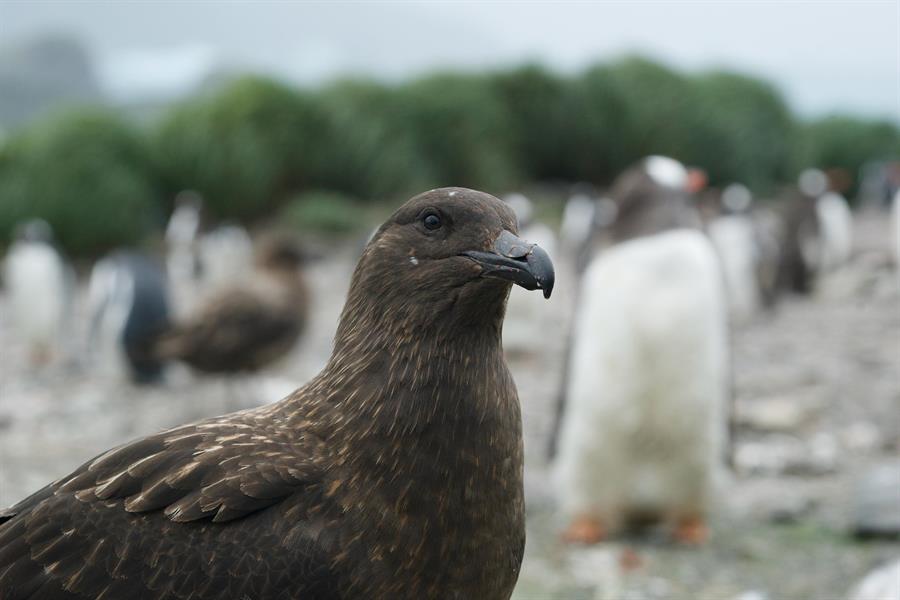 Imagen de un págalo pardo subantártico, una de las especies contagiadas por gripe aviar en la región antártica./ EFE