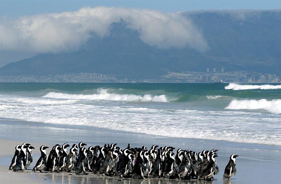 En la imagen de archivo, pingüinos en la playa de Derdesteen, Ciudad del Cabo, Sudáfrica. /EFE