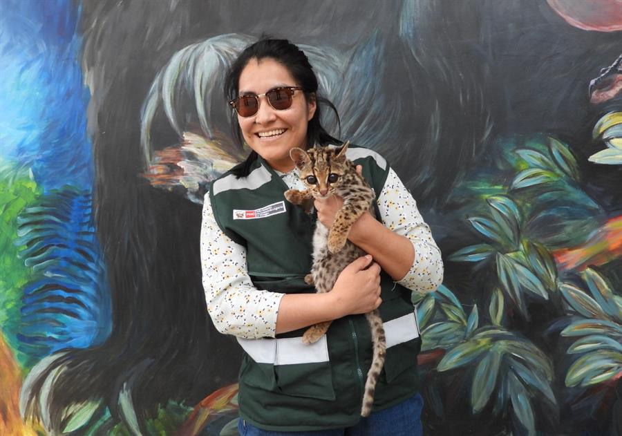 Una persona sosteniendo un ejemplar de margay, un felino rescatado en el distrito de Yauyos./EFE