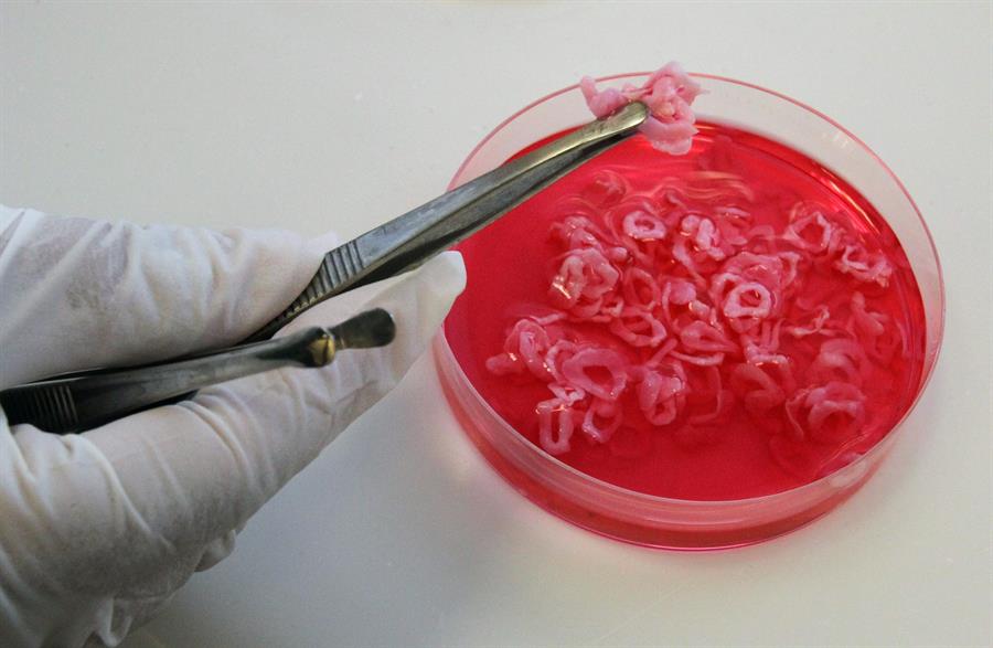 Fotografía de archivo de pequeños anillos de carne cultivada en laboratorio. /EFE