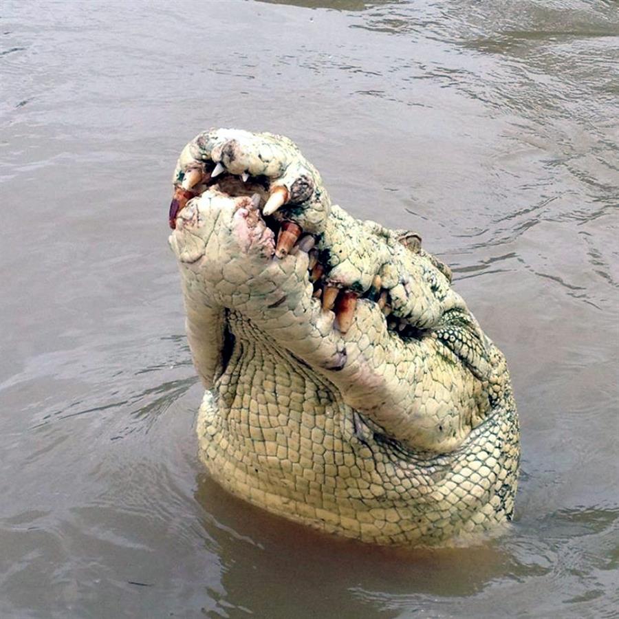 Foto de un cocodrilo cabeza albina de nombre Michael Jackson, asesinado después que matara a un hombre en el Río Adelaide, en Australia, en agosto de 2014./ EFE