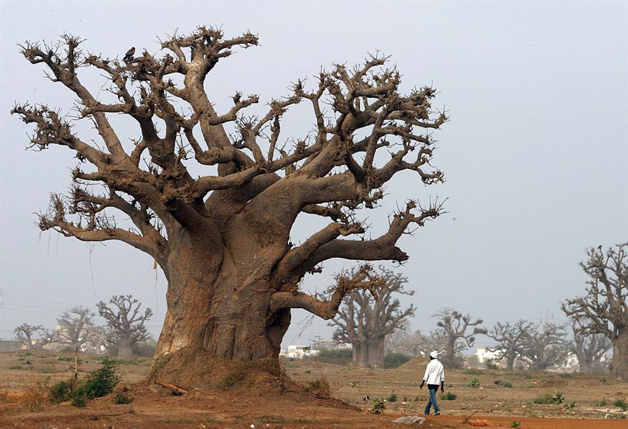 En la imagen de archivo, un hombre pasea por un bosque de baobabs cerca de Rufisque, Senegal. EPA/NIC BOTHMA
