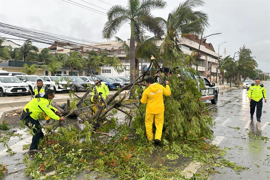 Policías y miembros de Protección Civil levantan arboles caídos tras el paso del huracán Berly en el municipio de Tulum, en Quintana Roo (México)./ EFE