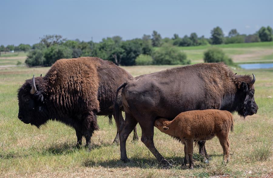 Fotografía de una cría de bisonte americano (Bison bison)./ EFE