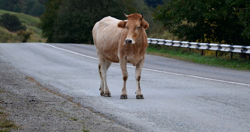 Cortesía