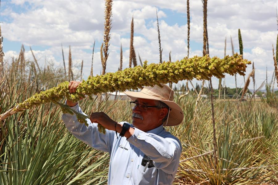 El profesor José Luis Palma, trabaja en los cultivos de sotol de la Facultad de Ciencias Agrícolas y Forestales de la Universidad Autónoma de Chihuahua (UACH)./ EFE