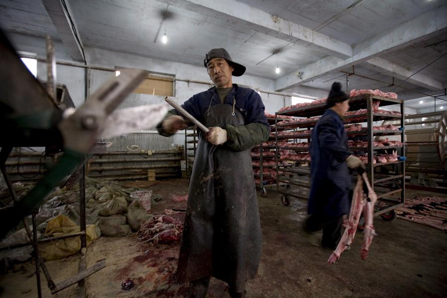 Trabajadores afilan los cuchillos antes de quitar la piel a los visones en una granja situada en la ciudad china de Changchun/.EFE